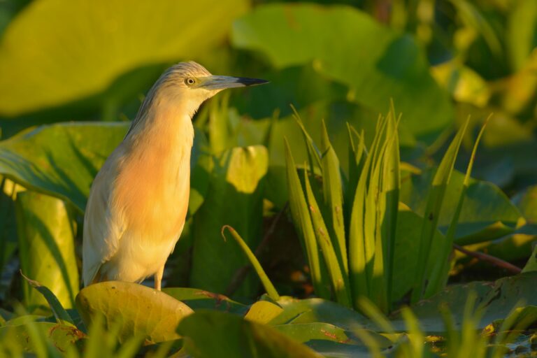 The dwarf lurking among green leaves in the warm light.