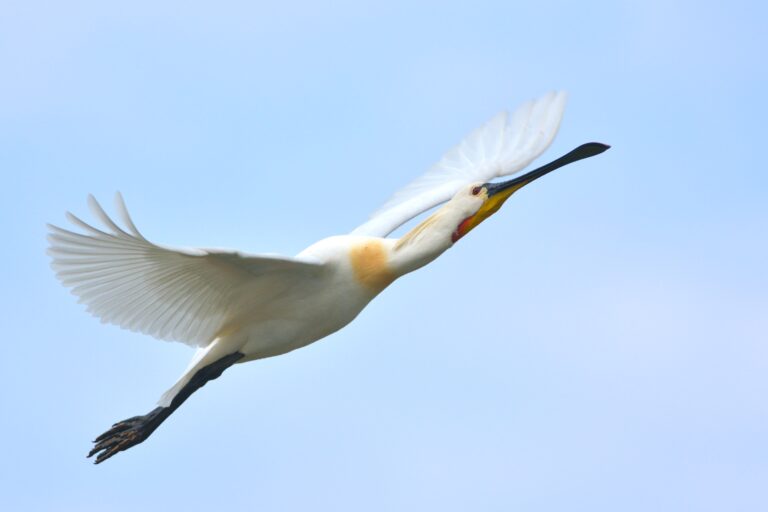 Pasăre albă zboară pe cerul albastru limpede.