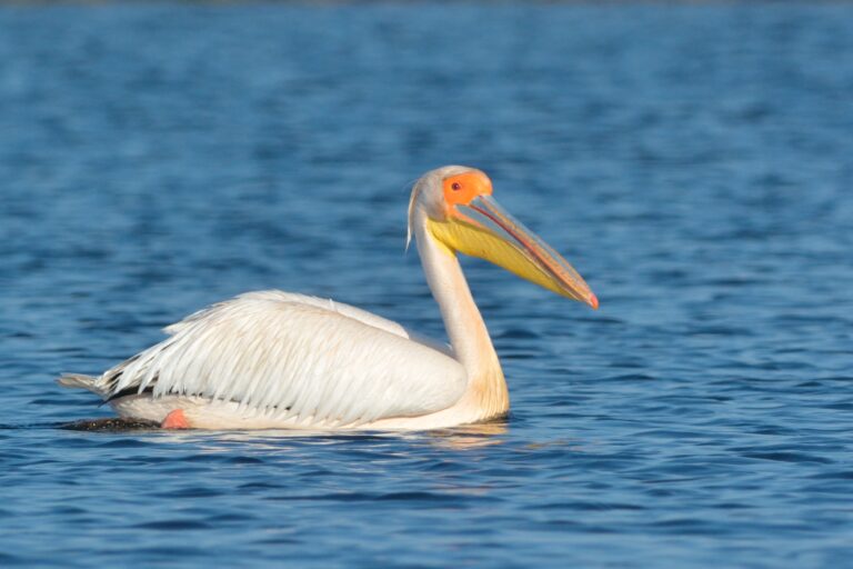 Pelecan alb înotând pe apă albastră