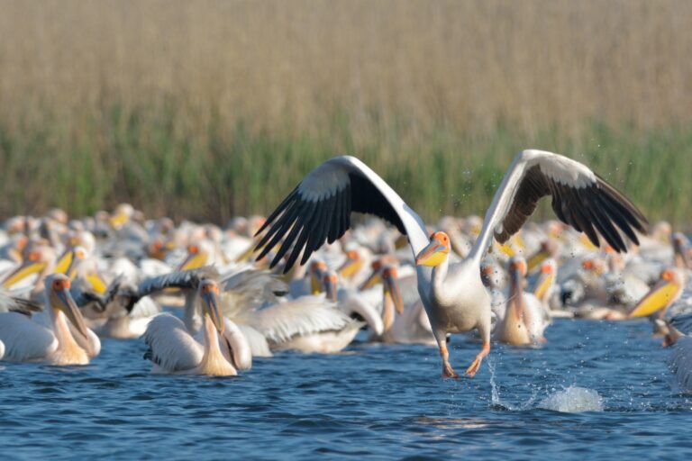 Pelicans flying over the water in the Danube Delta.