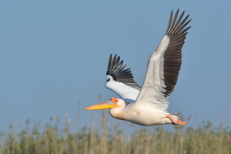 Pelicans flying in the clear sky, nature image