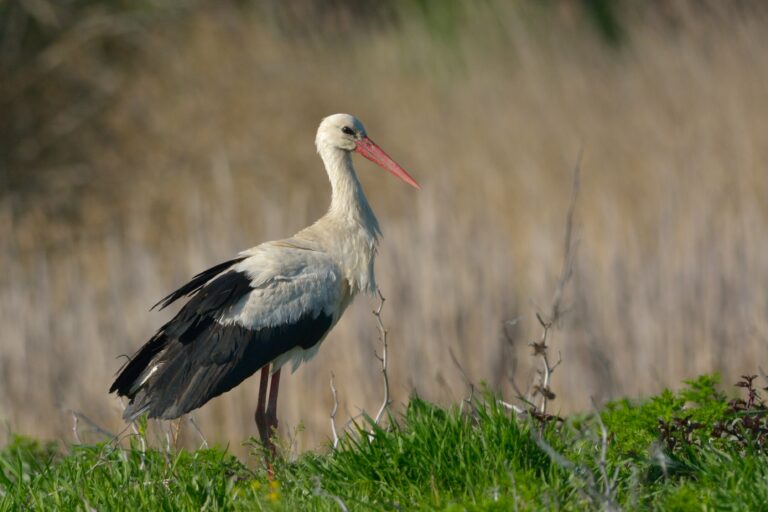 Barză albă pe câmp, primăvară.