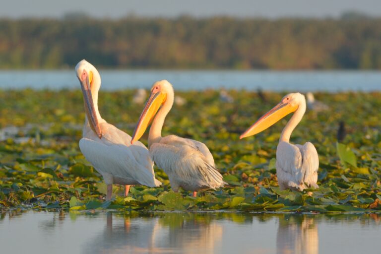 Three white pelicans in their natural habitat, the Danube Delta.
