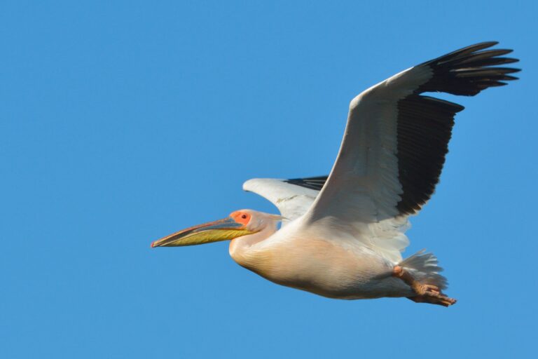 Pelican flying in the blue sky in nature.