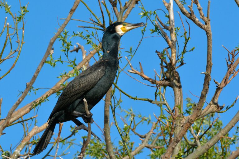 Cormorant on a twig in a tree