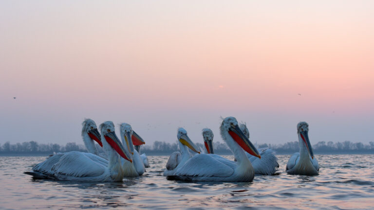 Pelicans on the water at sunset in the Delta