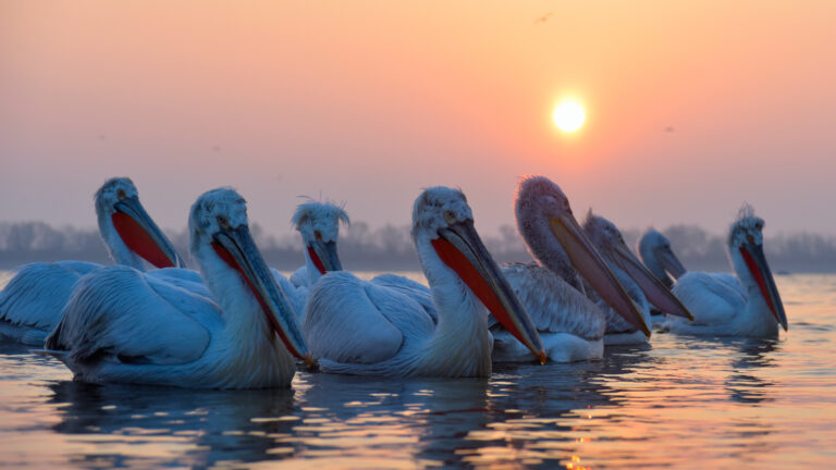 Pelicans in the water at sunset