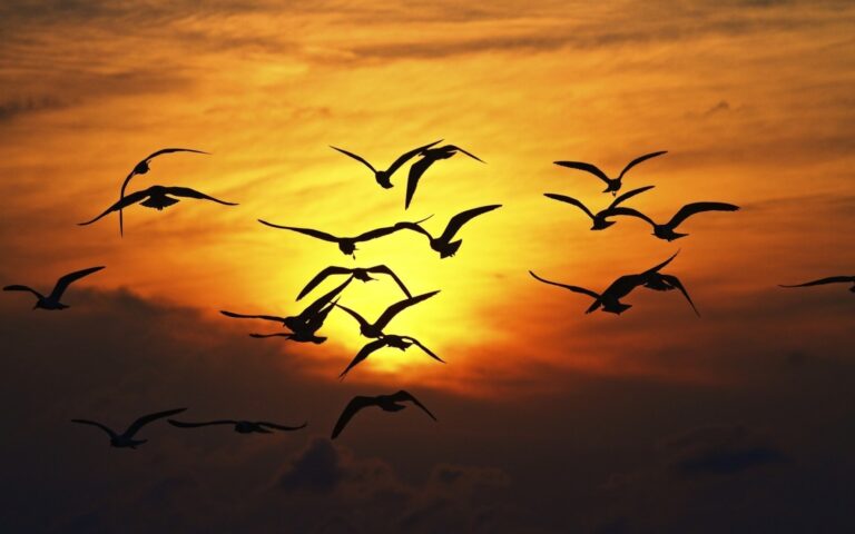 Birds flying at sunset in orange skies