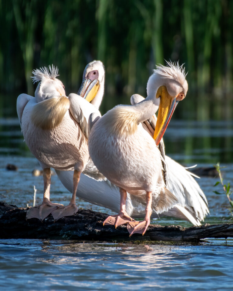 White pelican on the lake in the Delta.
