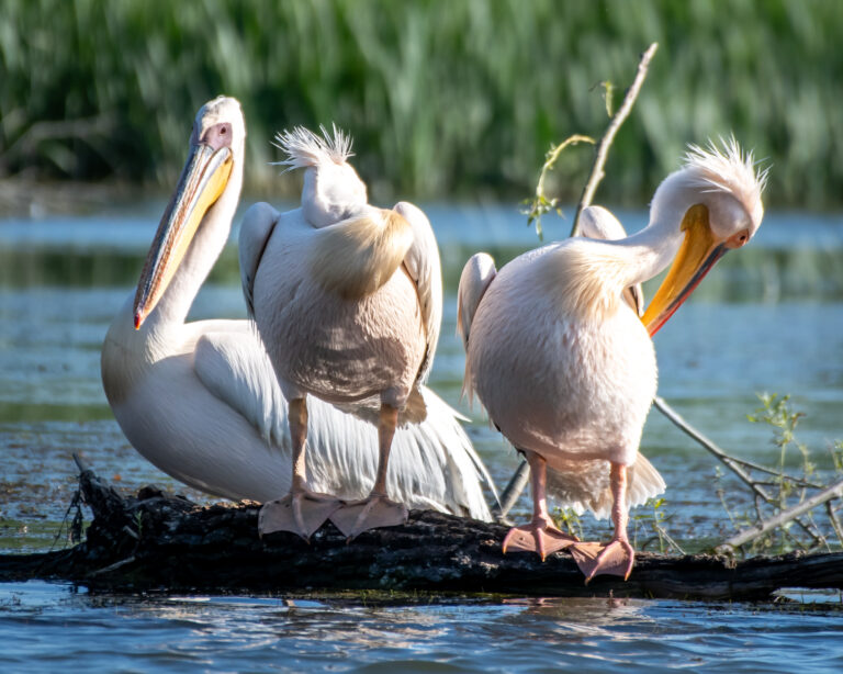 Three pelicans on a tree trunk in the water.