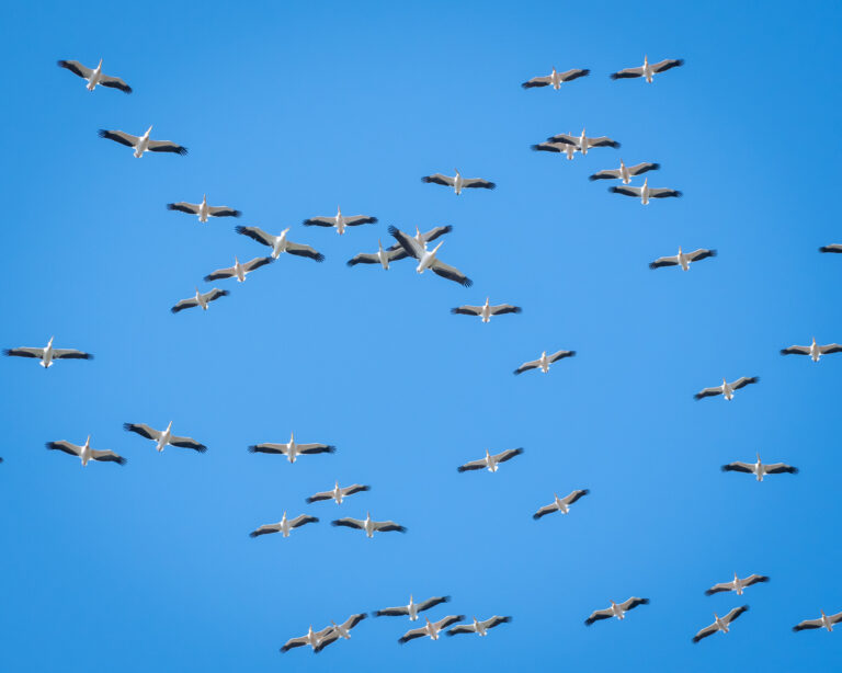 Group of pelicans flying in the clear blue sky.