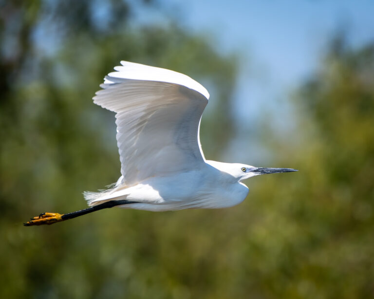 Egreta albă zburând în natură.