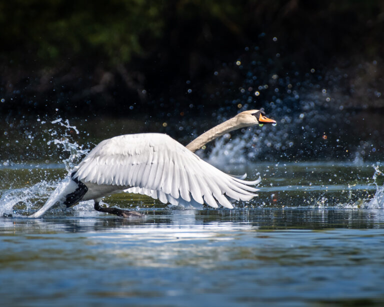 Swan flying over the water.