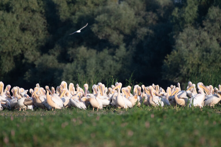 Group of white pelicans in their natural habitat.