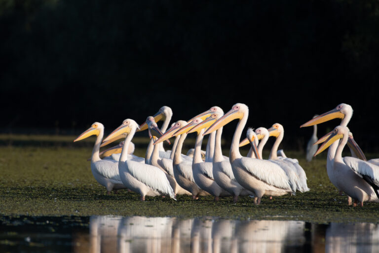 Group of pelicans on water, wild nature.
