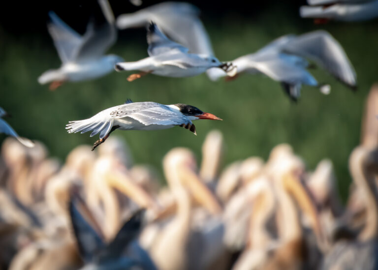Birds flying over a colony of pelicans.