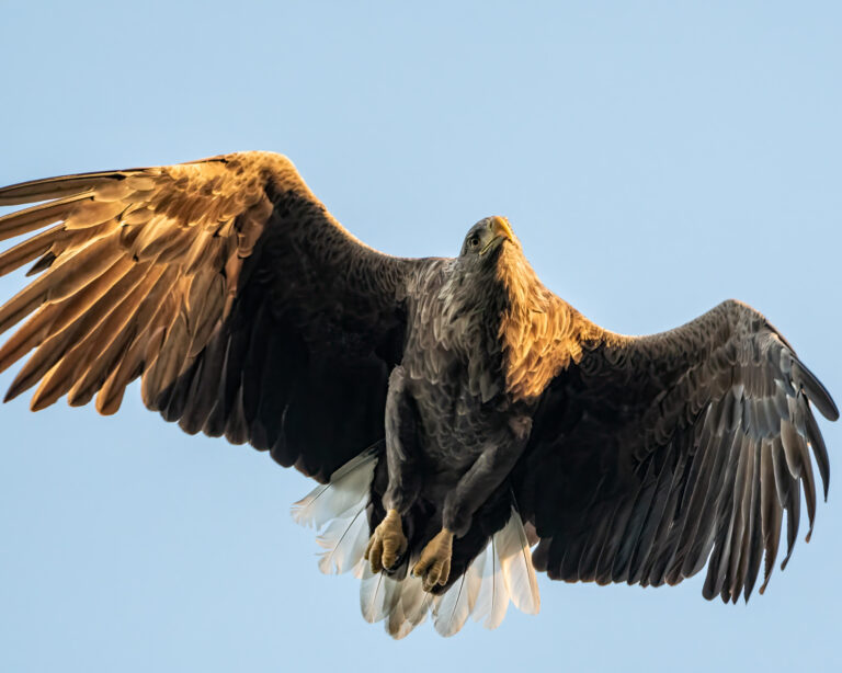 Eagle soaring in the clear sky