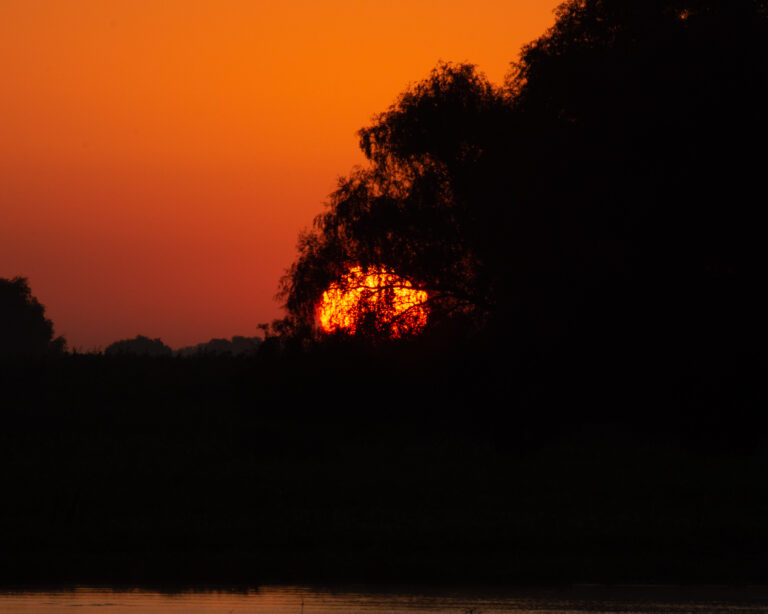 Sunset through the trees, bright orange sky.