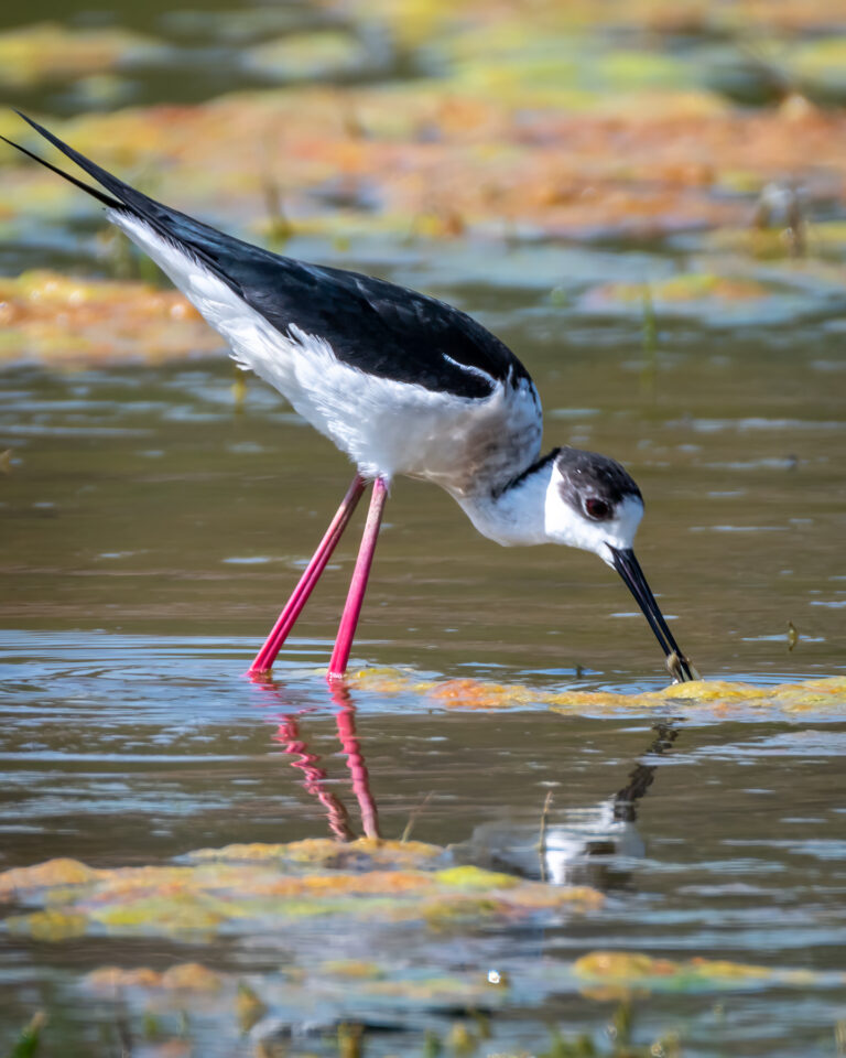 Pasăre picioroangă stând în apă, căutând hrană.