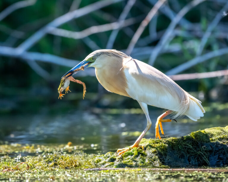 Toad in beak, aquatic habitat