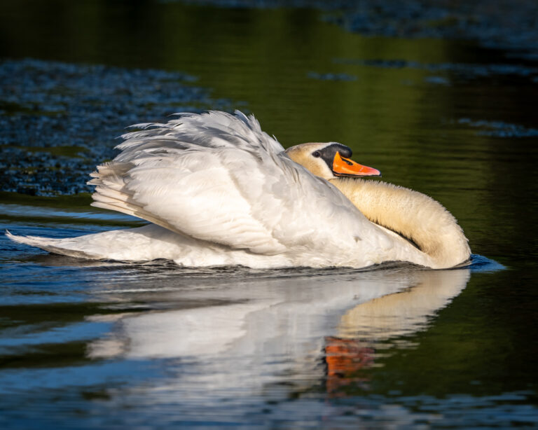 Graceful swan floating on the still lake.