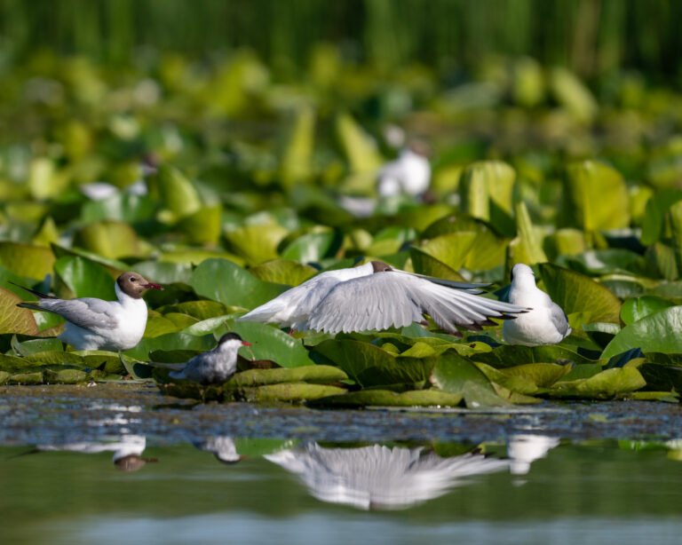 Birds on the lake among water lily leaves