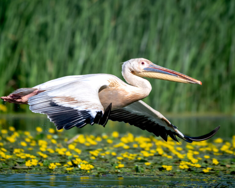 Pelicans flying over the water in the delta