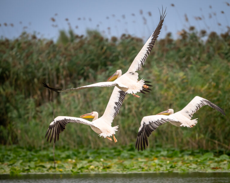 Three pelicans flying over the Danube Delta lake.