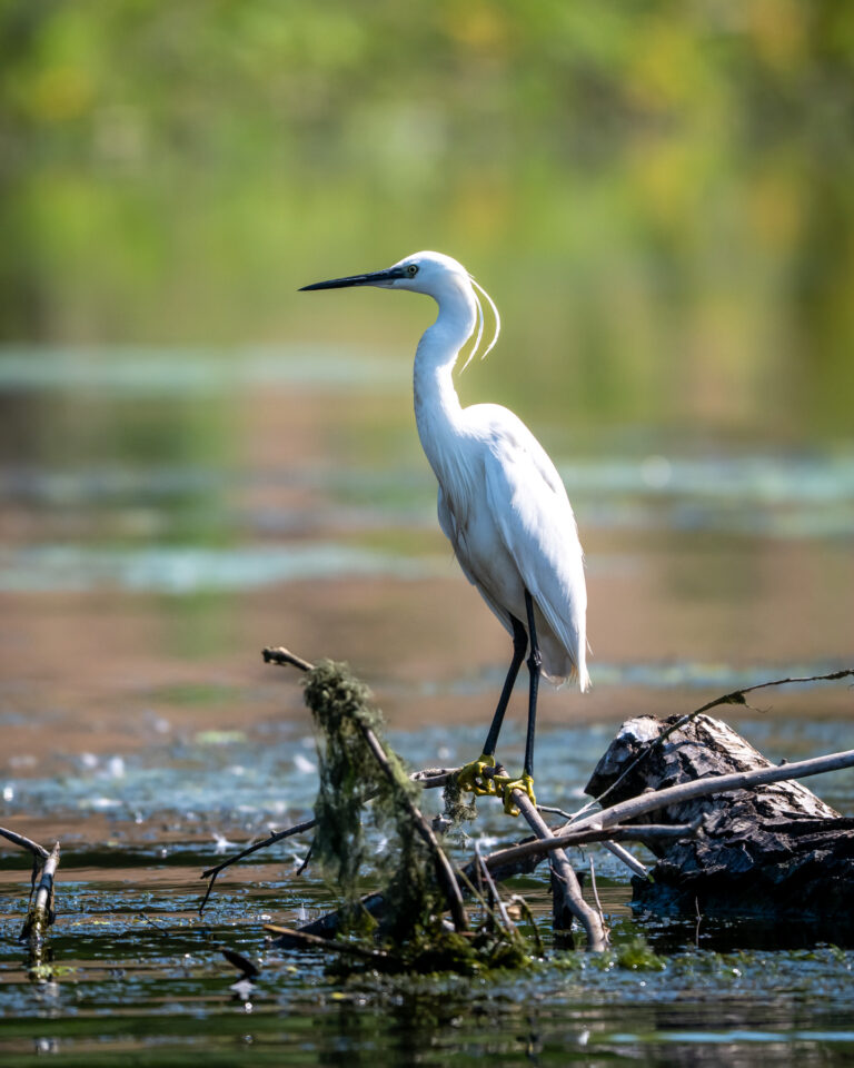 White egret by the water, sitting on branches