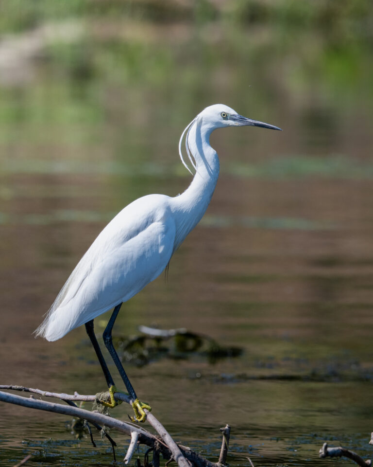 White egret on twig in water