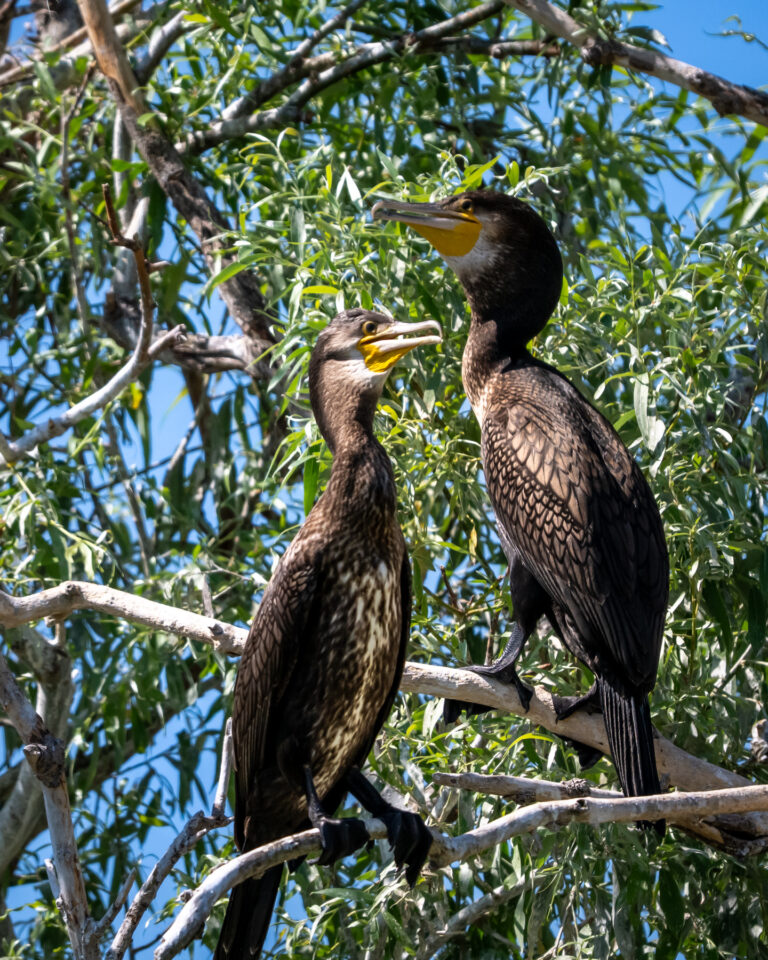 Two cormorants per branch in the green tree.