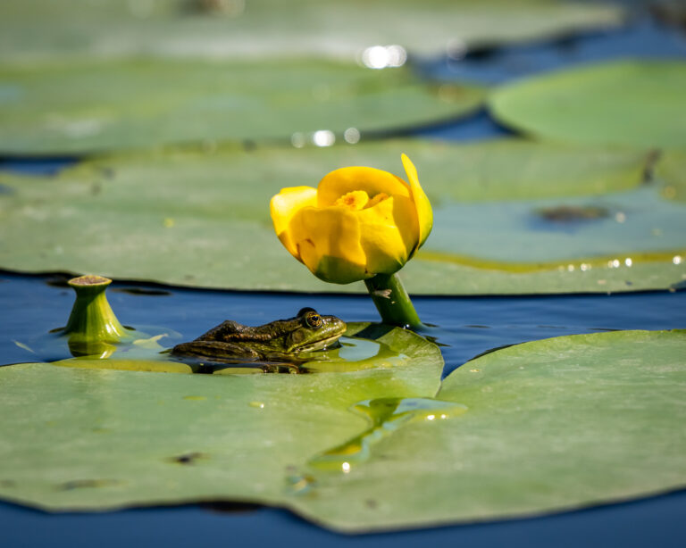 Frog next to yellow flower on a water lily leaf.