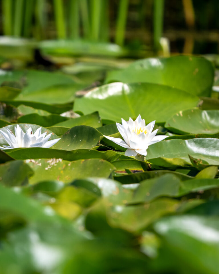 White water lily on a lake with green leaves