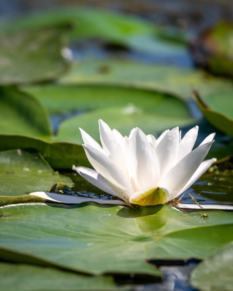 White water lily on green lake, bright sunshine.