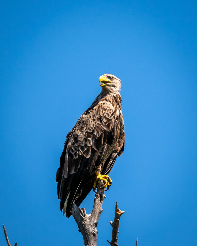 Eagle on a branch, clear blue sky.