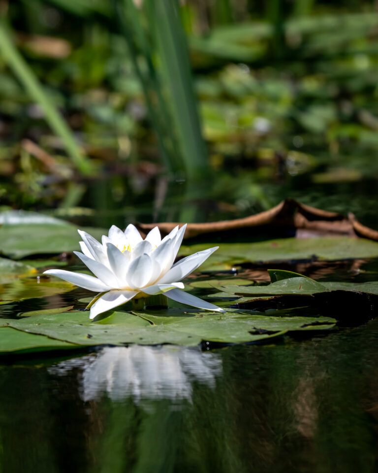 White water lily floating on the water