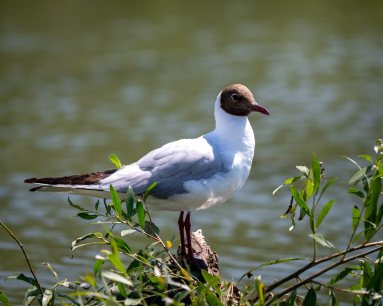 Seagull sitting on a log by the water